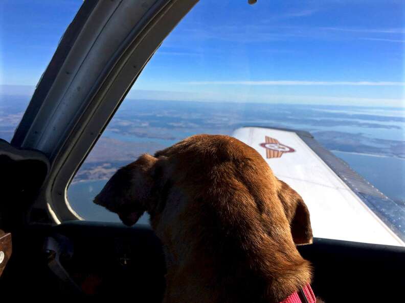 Old Dog looking out the window of plane