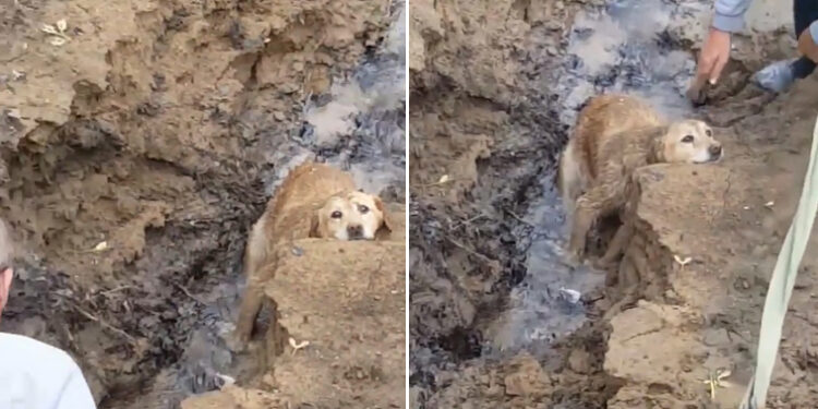 An Aged Canine Rescued From Kentucky Stream Following 5 Days of Disappearance